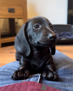 Foto №3. Dachshund Welpen zum Verkauf (männlich und weiblich). Spanien