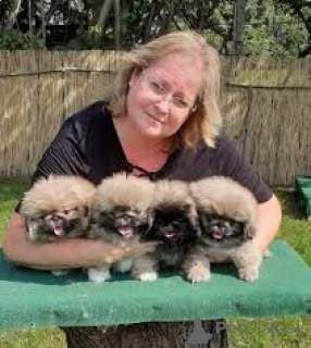 Foto №2 zu Ankündigung № 136072 zu verkaufen pekingese - einkaufen Schweiz 