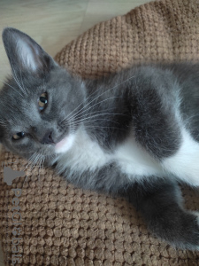 Foto №3. Akrinskaya-Rasse!. Russische Föderation