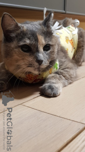 Foto №2 zu Ankündigung № 39346 zu verkaufen  - einkaufen Russische Föderation quotient 	ankündigung