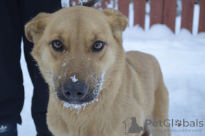 Foto №1. mischlingshund - zum Verkauf in der Stadt Краснокамск | Frei | Ankündigung № 9006
