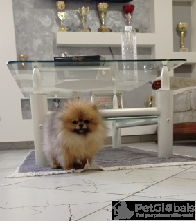 Foto №3. Purebred Pomeranian female. Serbien