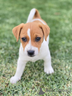 Foto №1. jack russell terrier - zum Verkauf in der Stadt St. Petersburg | 400€ | Ankündigung № 101144