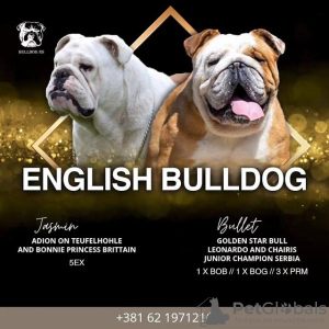 Zusätzliche Fotos: Englische Bulldoggen welpen