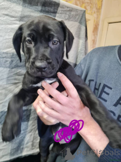 Foto №4. Ich werde verkaufen cane corso italiano in der Stadt Zweibrücken.  - preis - 380€