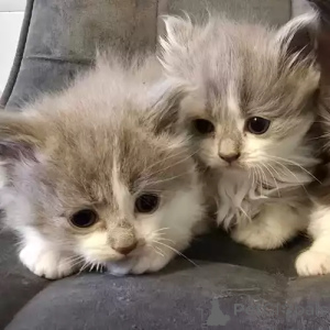 Foto №2 zu Ankündigung № 167276 zu verkaufen ragdoll-katze - einkaufen Deutschland quotient 	ankündigung