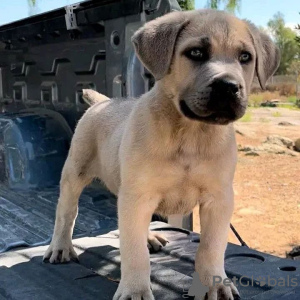 Foto №3. Wunderschöne Bullmastiff-Welpen. Deutschland