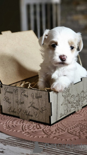 Foto №3. Havaneser-Bison. Serbien