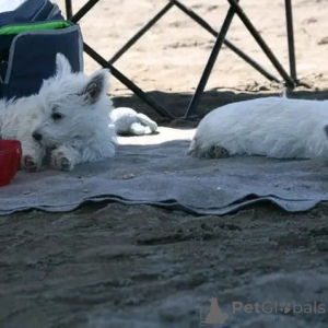 Foto №2 zu Ankündigung № 178086 zu verkaufen west highland white terrier - einkaufen Deutschland quotient 	ankündigung