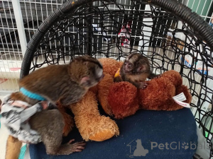 Foto №2 zu Ankündigung № 161745 zu verkaufen  - einkaufen USA 