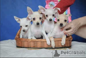 Foto №1. mischlingshund - zum Verkauf in der Stadt Vladimir | verhandelt | Ankündigung № 9403