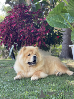 Foto №3. Chow-Chow-Welpen zu verkaufen!. Serbien