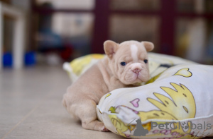 Zusätzliche Fotos: Französische Bulldogge, großes Seil