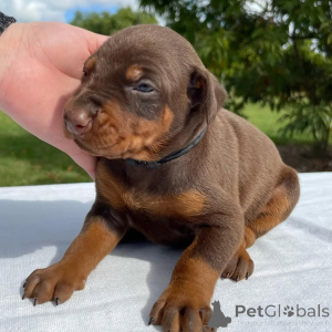 Foto №3. Majestätische Dobermann-Welpen, die bereit sind, Ihr Herz zu stehlen. Business. Litauen