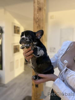 Foto №2 zu Ankündigung № 160938 zu verkaufen französische bulldogge - einkaufen Österreich quotient 	ankündigung
