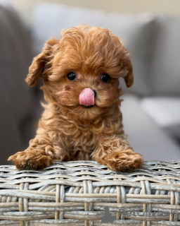 Foto №3. Charmante Maltipoo-Welpen bereit für ein neues Zuhause. Frankreich