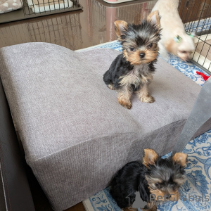 Foto №2 zu Ankündigung № 172897 zu verkaufen yorkshire terrier - einkaufen Deutschland züchter