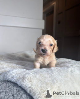 Foto №4. Ich werde verkaufen dackel in der Stadt Tartu.  - preis - 339€