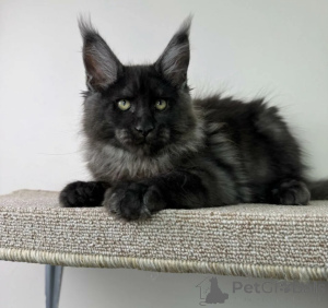 Foto №1. maine-coon-katze - zum Verkauf in der Stadt Baden-Baden | 990€ | Ankündigung № 163708