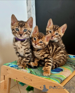 Foto №1. bengal katzenrasse - zum Verkauf in der Stadt Berlin | verhandelt | Ankündigung № 141406