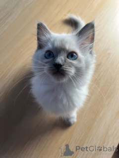 Foto №4. Ich werde verkaufen ragdoll-katze in der Stadt Chicago. quotient 	ankündigung - preis - 969€