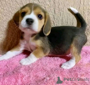 Foto №4. Ich werde verkaufen  in der Stadt Brentwood.  - preis - verhandelt