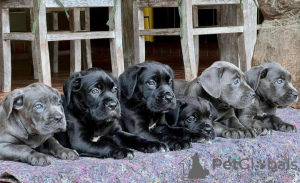 Foto №2 zu Ankündigung № 120577 zu verkaufen cane corso italiano - einkaufen Großbritannien züchter