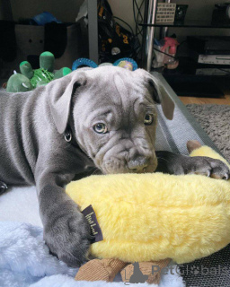 Foto №3. Staffordshire Bullterrier Welpen zu verkaufen. Österreich