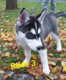 Foto №4. Ich werde verkaufen siberian husky in der Stadt Würzburg.  - preis - 1000€