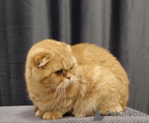 Foto №2 zu Ankündigung № 138776 zu verkaufen chinchilla-katze - einkaufen Russische Föderation 