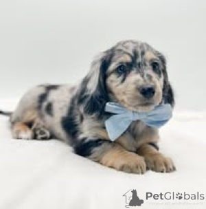 Foto №2 zu Ankündigung № 157199 zu verkaufen dackel - einkaufen Deutschland quotient 	ankündigung, züchter