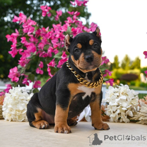 Foto №2 zu Ankündigung № 161568 zu verkaufen american bully - einkaufen Luxemburg quotient 	ankündigung, züchter