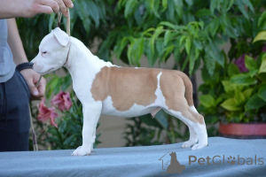 Foto №2 zu Ankündigung № 171545 zu verkaufen amerikanischer staffordshire terrier - einkaufen Serbien züchter