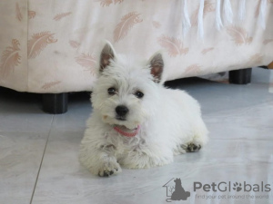 Foto №2 zu Ankündigung № 84888 zu verkaufen west highland white terrier - einkaufen Serbien züchter