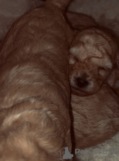 Foto №2 zu Ankündigung № 132406 zu verkaufen pudel (toy) - einkaufen Georgien züchter