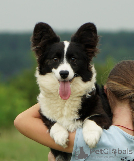 Foto №2 zu Ankündigung № 79838 zu verkaufen welsh corgi - einkaufen USA quotient 	ankündigung, vom kindergarten, züchter