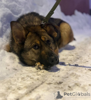 Foto №4. Ich werde verkaufen  in der Stadt Moskwa. quotient 	ankündigung - preis - Frei