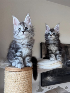 Foto №1. maine-coon-katze - zum Verkauf in der Stadt München | verhandelt | Ankündigung № 165180