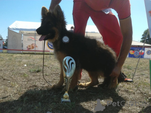 Foto №1. deutscher schäferhund - zum Verkauf in der Stadt Torun | 2500€ | Ankündigung № 143779