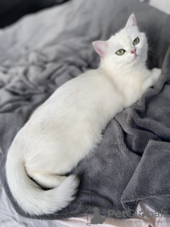 Zusätzliche Fotos: Ich verkaufe eine Katze. Farbe silber chinchilla