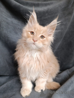 Zusätzliche Fotos: Ein schicker Kätzchenjunge