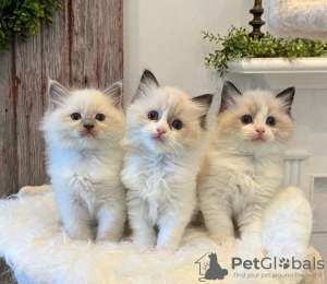 Foto №1. ragdoll-katze - zum Verkauf in der Stadt Robbinsville Township | 260€ | Ankündigung № 108610