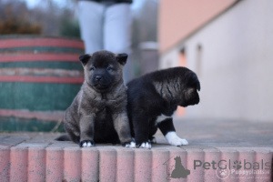 Foto №2 zu Ankündigung № 173220 zu verkaufen akita - einkaufen Deutschland quotient 	ankündigung, züchter