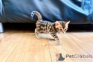 Foto №1. bengal katzenrasse - zum Verkauf in der Stadt Aalen | 350€ | Ankündigung № 177529