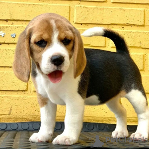 Foto №1. beagle - zum Verkauf in der Stadt Southbank | verhandelt | Ankündigung № 38236