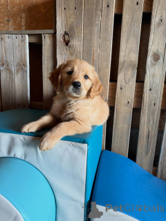 Foto №2 zu Ankündigung № 171209 zu verkaufen golden retriever - einkaufen Italien züchter