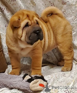 Foto №1. shar-pei - zum Verkauf in der Stadt Prag | verhandelt | Ankündigung № 170675