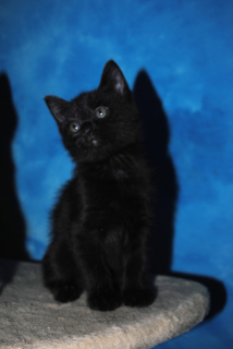 Zusätzliche Fotos: Verfügbar, um kurilianische Bobtail-Kätzchen zu reservieren