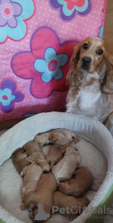 Foto №3. Cockapoo Cocker Spaniel. Polen