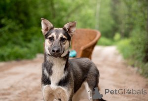 Foto №4. Ich werde verkaufen mischlingshund in der Stadt Moskwa. quotient 	ankündigung - preis - Frei